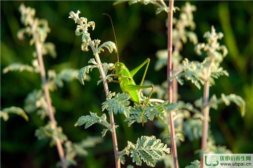 (lin)χ(gu)l(f)Ȟ(zi)